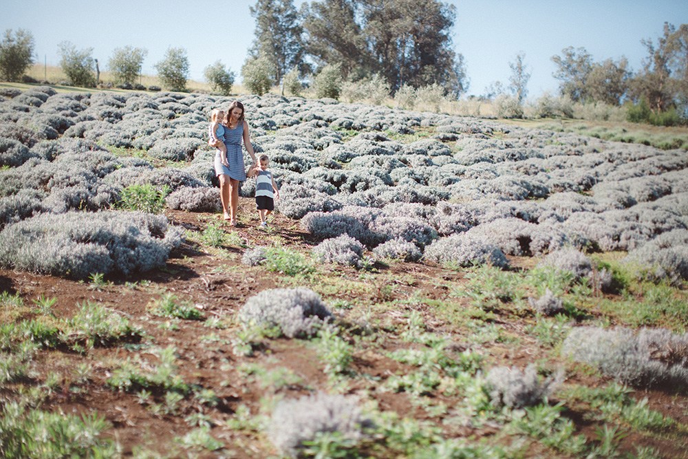 maui family photography at the lavender farm by cadencia photography