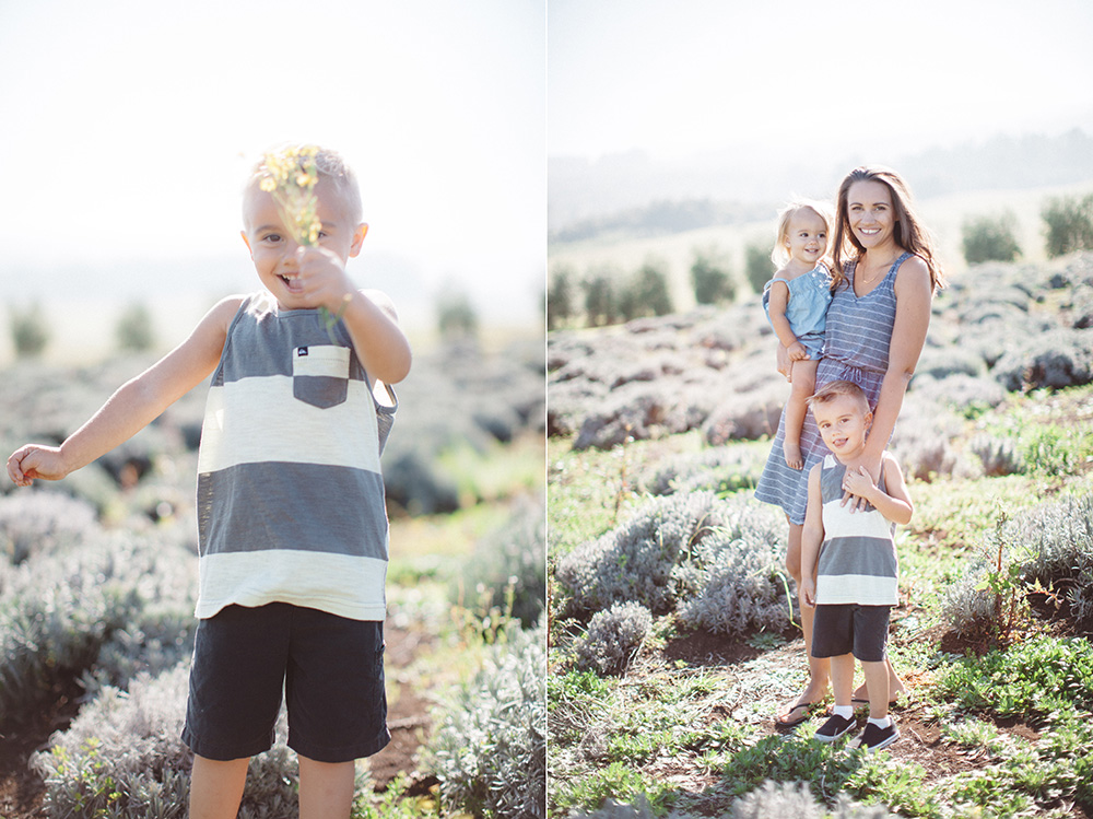 family portraits at the lavender farm on Maui by cadencia photography